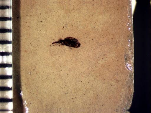 undet. Curculionidae