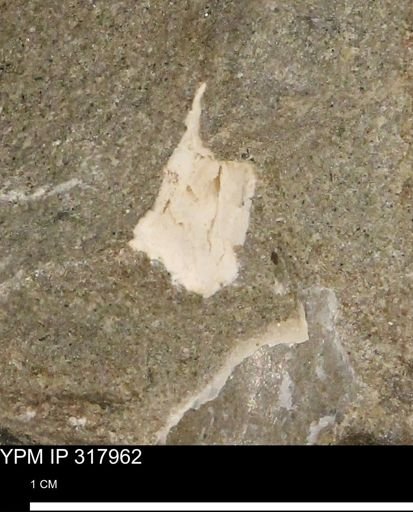 undet. Mollusca