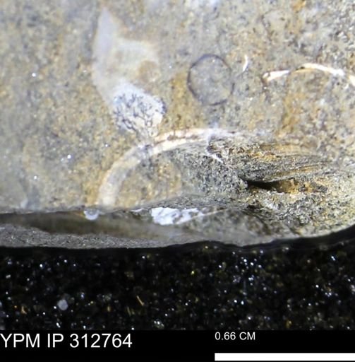 undet. Bivalvia