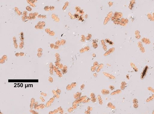 Scirpearia grandiflora