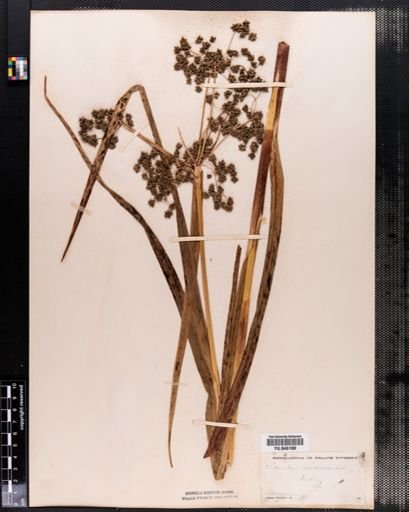 Scirpus microcarpus