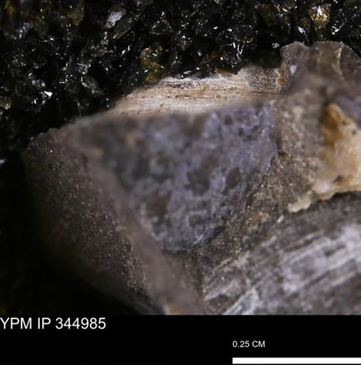 Limopsis striatopunctatus