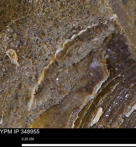 undet. Bivalvia