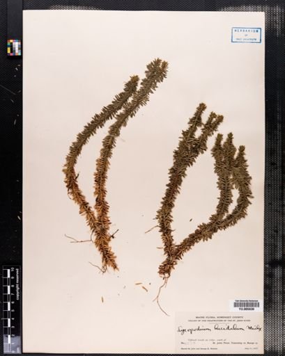 Lycopodium lucidulum