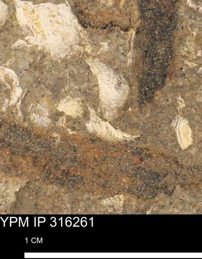 undet. Mollusca