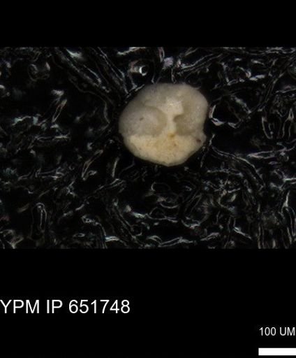 undet. Foraminiferida