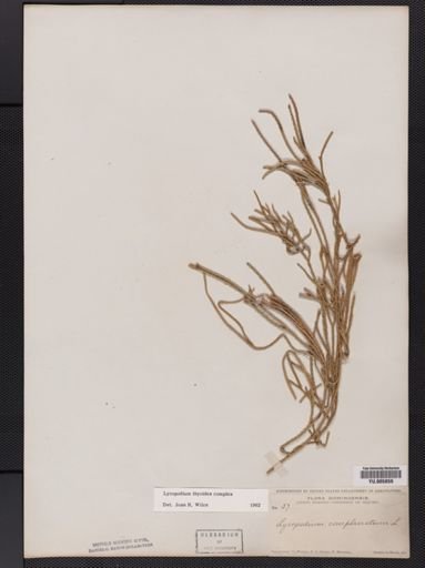 Lycopodium