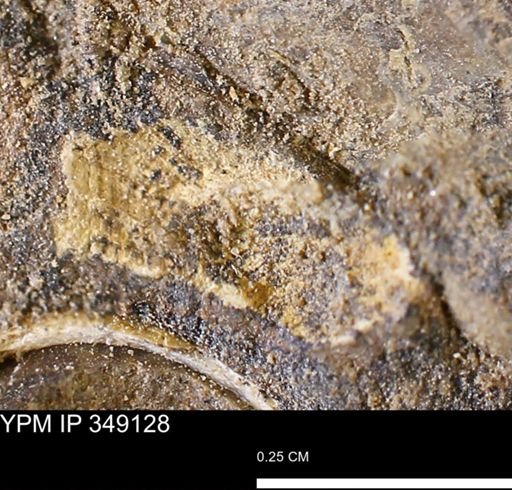 undet. Bivalvia