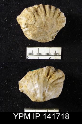 Streptorhynchus (Kiangsiella) pectiniformis