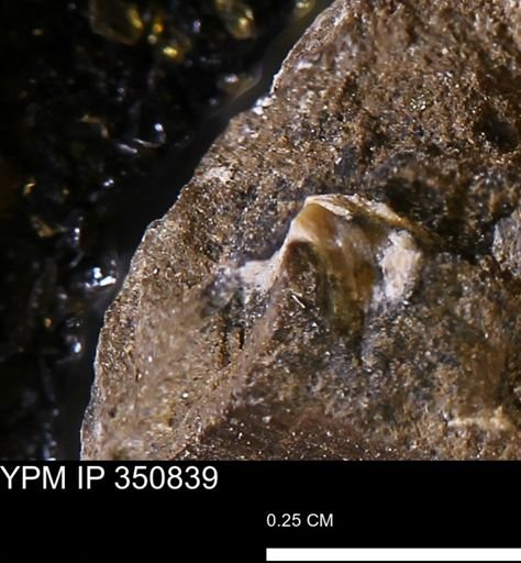 undet. Mollusca