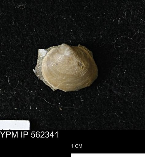Limopsis striatopunctatus