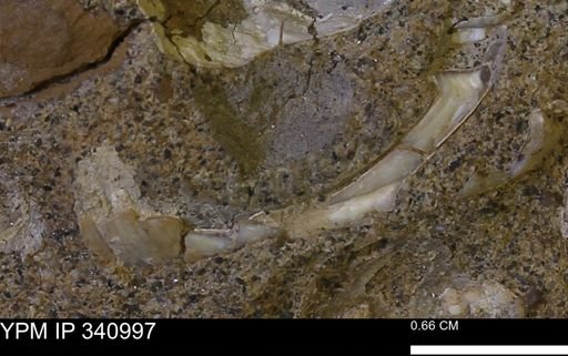Corbicula sp.