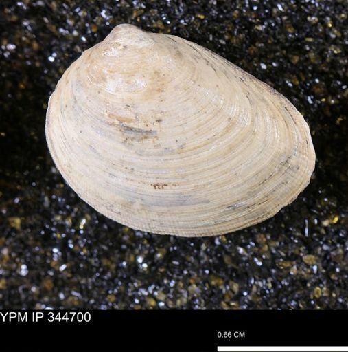 Limopsis striatopunctatus