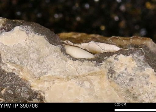 Scaphopoda?