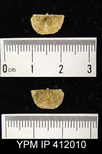 Chonetes mesolobus decipiens