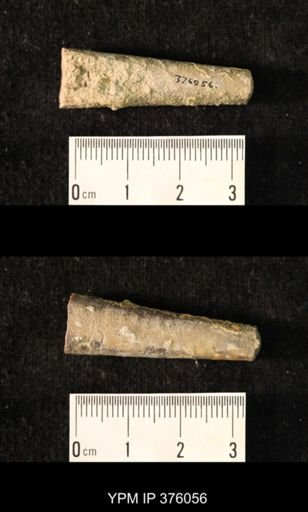 Pseudorthoceras knoxense