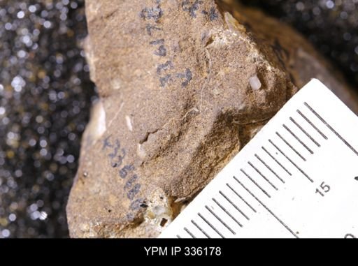 undet. Mollusca
