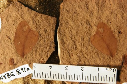 Caesalpinites coloradicus