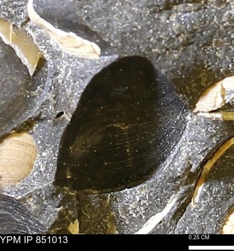 Limopsis striatopunctatus