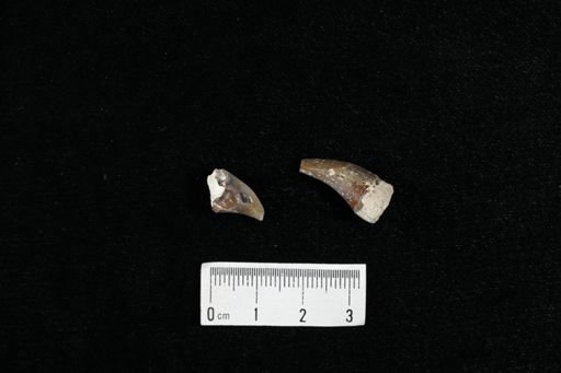Pachyrhizodus sp.