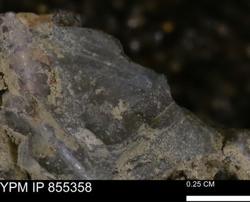 undet. Mollusca
