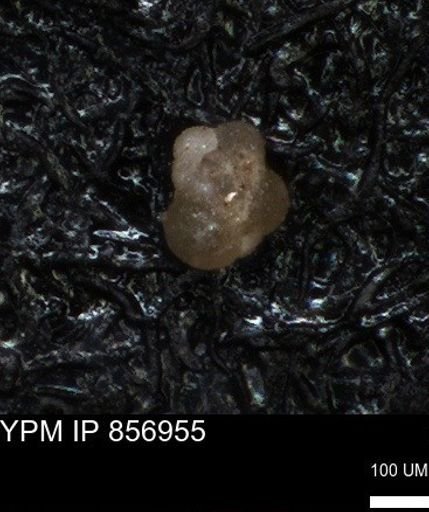 undet. Foraminiferida