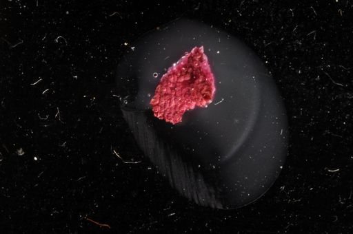 Microporella