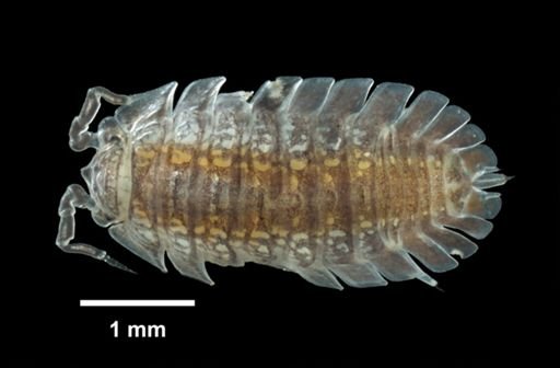 Armadilloniscus ellipticus