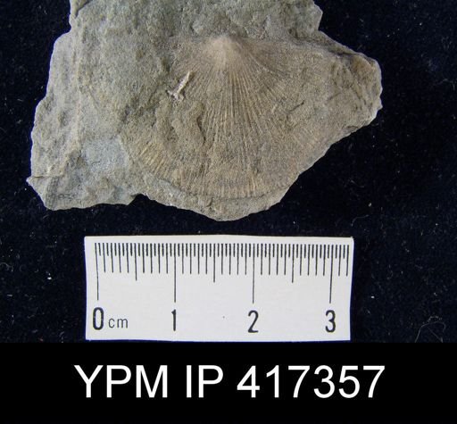Schuchertella subplana
