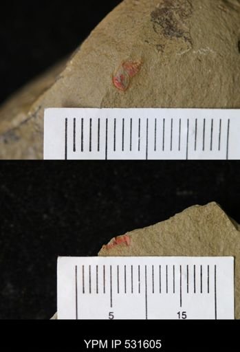 undet. Xiphosurida