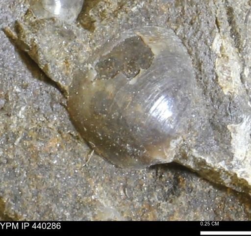 Protocardia subquadrata