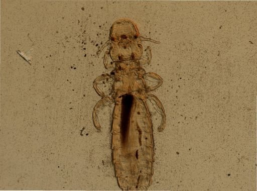 Lipeurus caponis