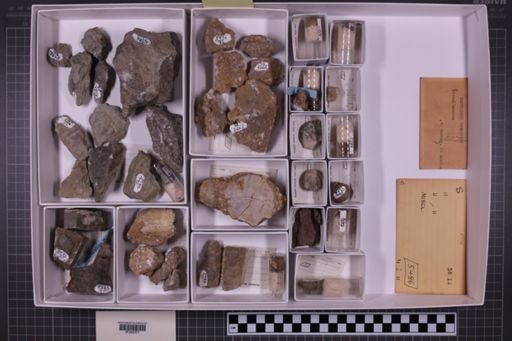 mixed taxa, stratigraphic collection
