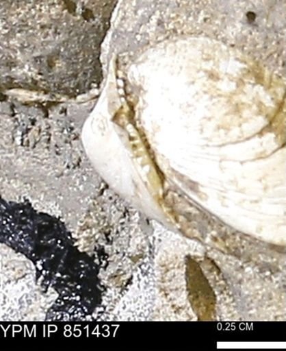 Limopsis striatopunctatus
