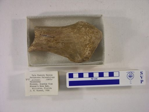 Teleoceras fossiger