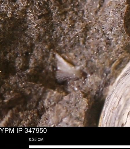 undet. Mollusca