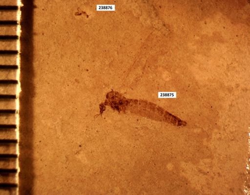 undet. Staphylinidae