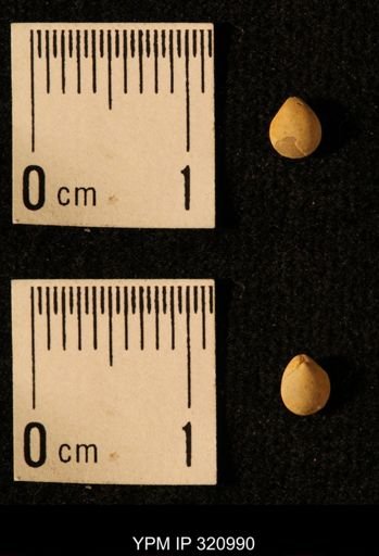 Dielasma elongatum