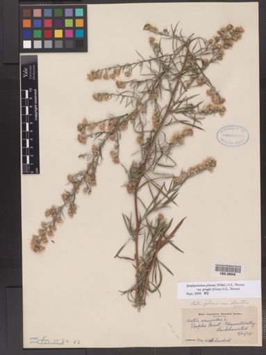 Symphyotrichum pilosum