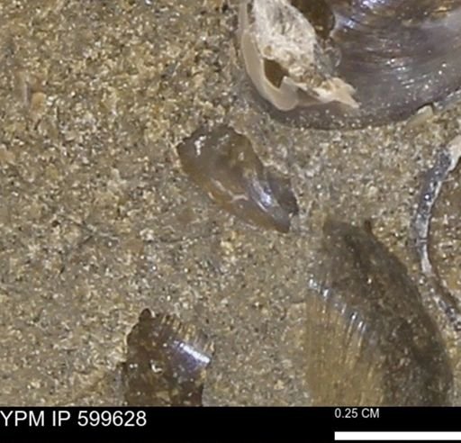 undet. Mollusca