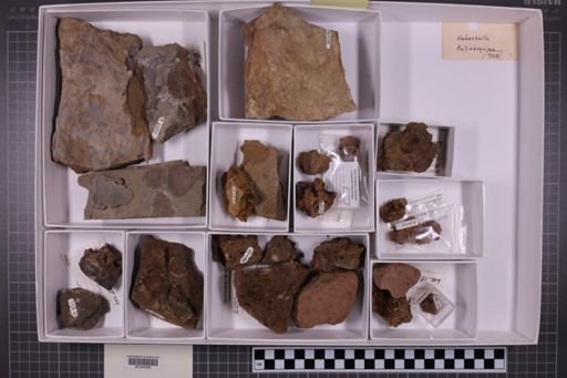 mixed taxa, stratigraphic collection