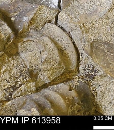 undet. Ammonoidea