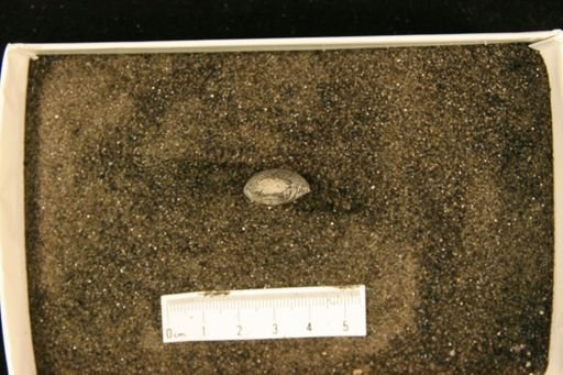 Spyroceras vaurealense
