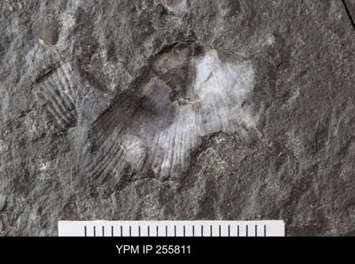 Orthotetida