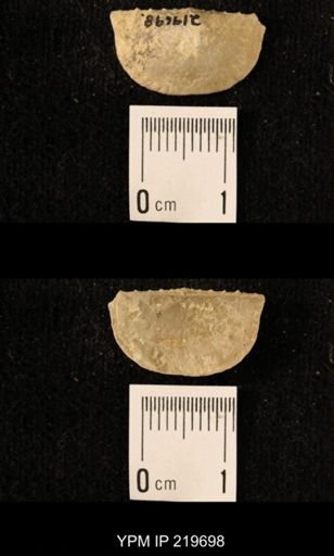 Chonetes granulifer