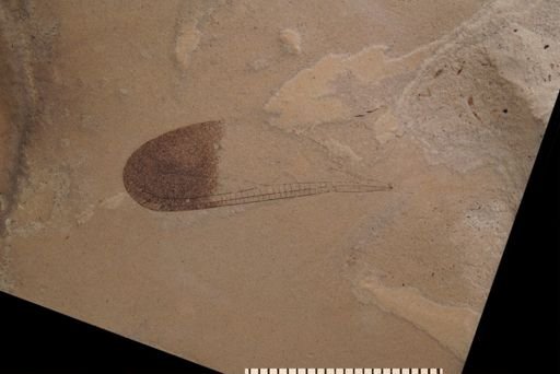 undet. Odonata