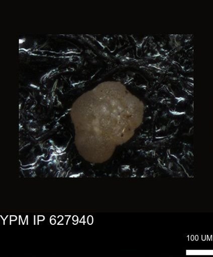 undet. Foraminiferida
