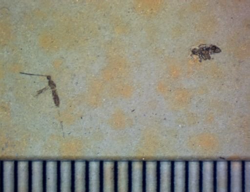 undet. Pterygota