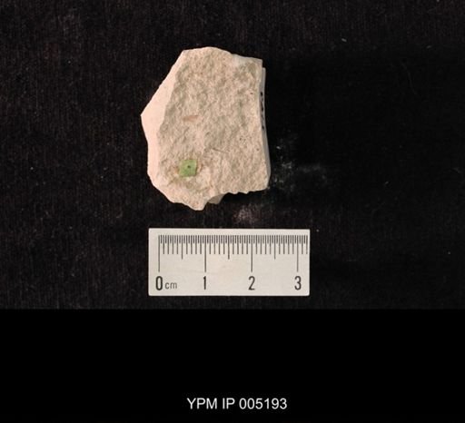 Lemmatophora minuta pusilla