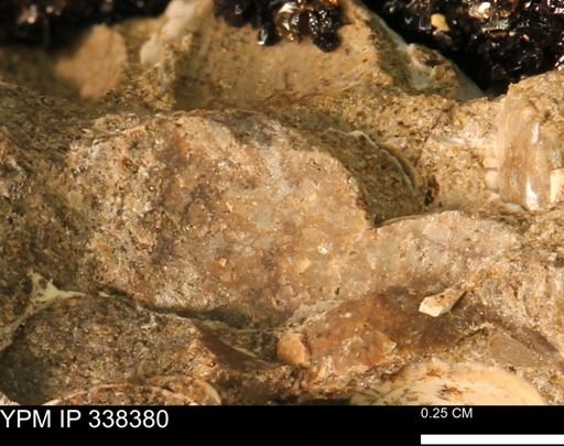 undet. Mollusca
